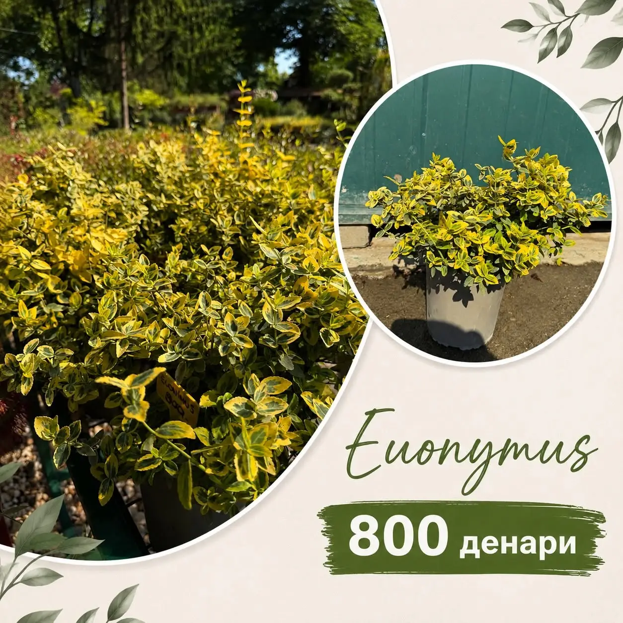 Euonymus