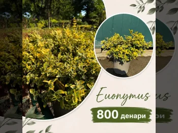 Euonymus - 05.09.2026