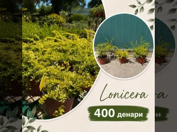 Lonicera - 05.09.2026