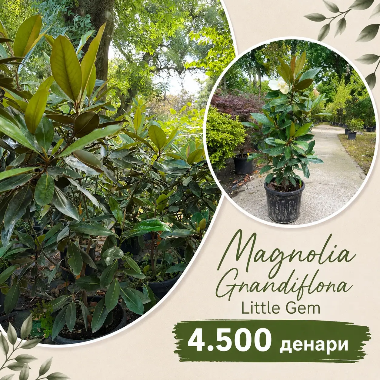 Magnolia Grandiflora ‘Little Gem’