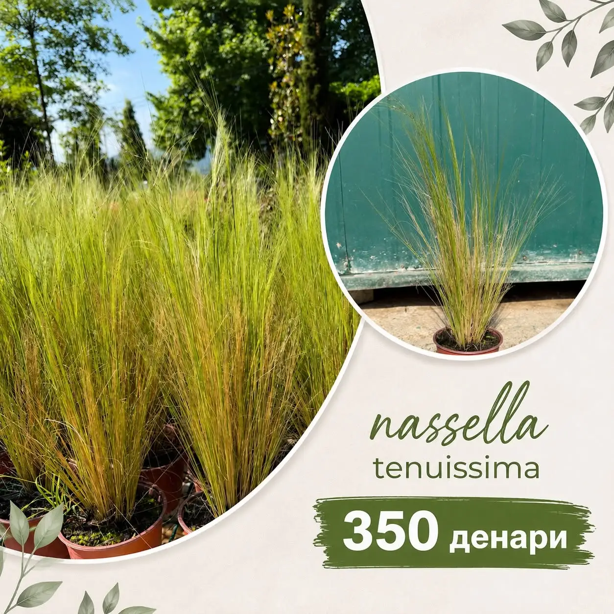 Nassella tenuissima