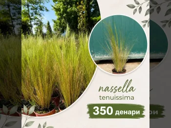 Nassella tenuissima - 05.09.2026