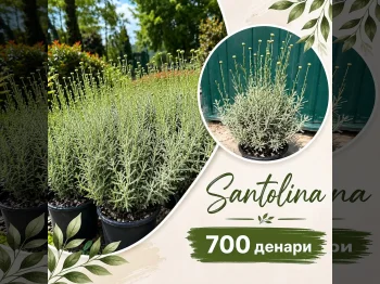 Santolina neapolitana - 05.09.2026