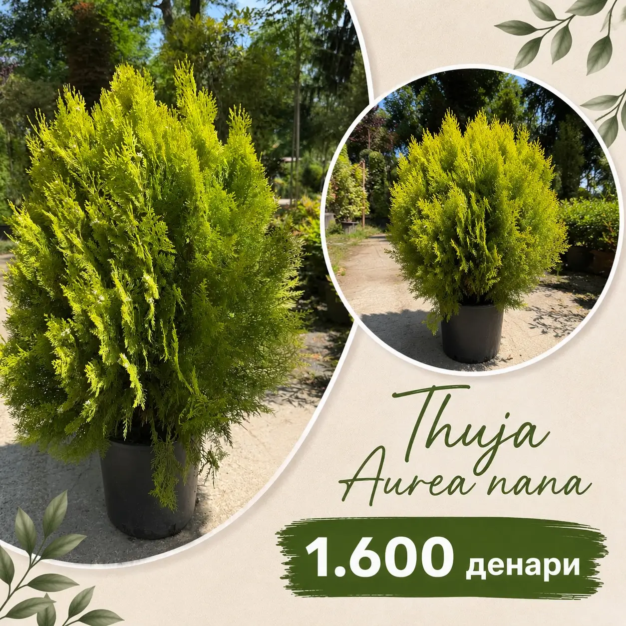 Thuja Aurea Nana