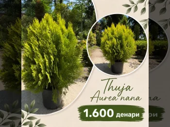 Thuja Aurea Nana - 05.09.2026
